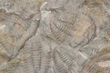 Ordovician Trilobite Mortality Plate (Pos/Neg) - Morocco #218697-4